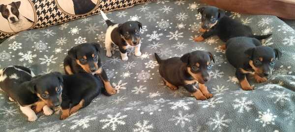 Black & Tan Jack Russel pups