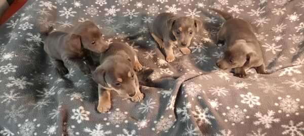 Blauw Grijze Jack Russel pups