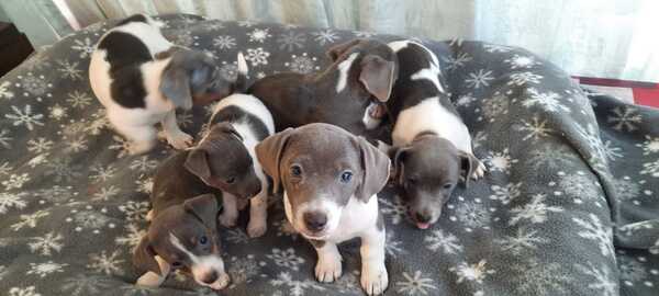 Blauw Grijze Jack Russel pups