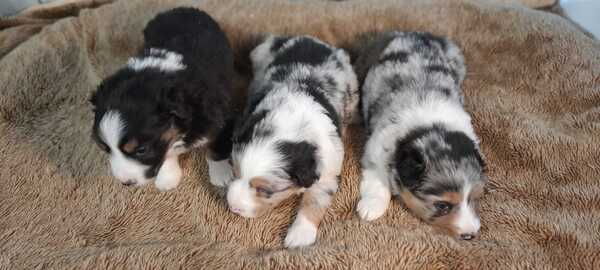 Blue Merle Border Collie pups