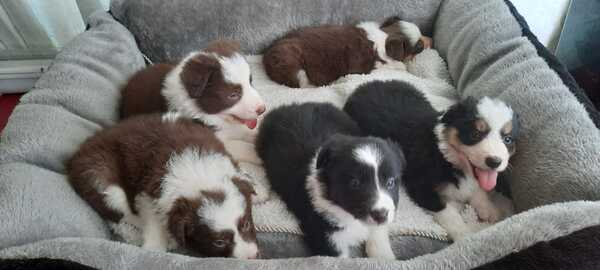 Border Collie pups