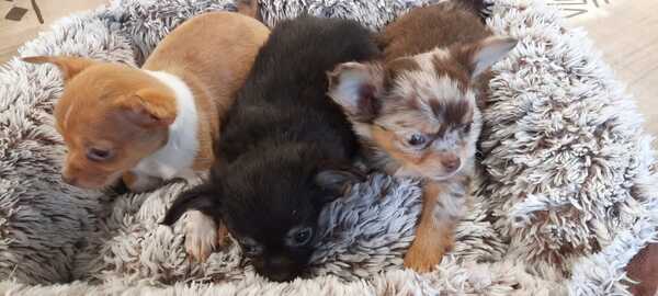 Chihuahua pups