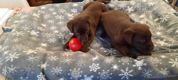 Chocolade Labrador pups