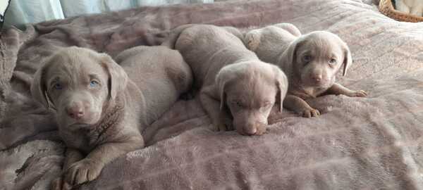 Zilveren Labrador pups