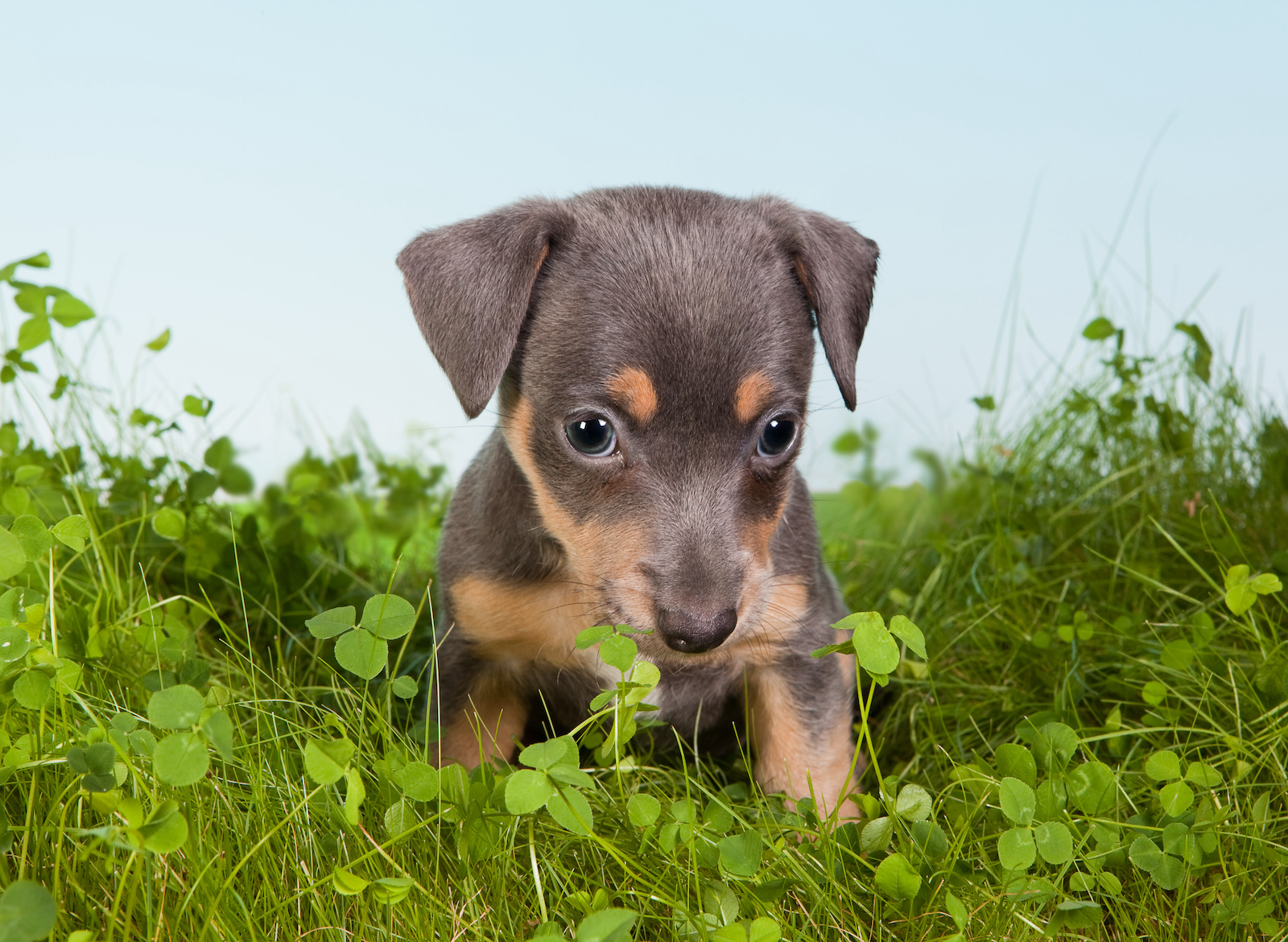 Jack Russel - Blauw Grijs